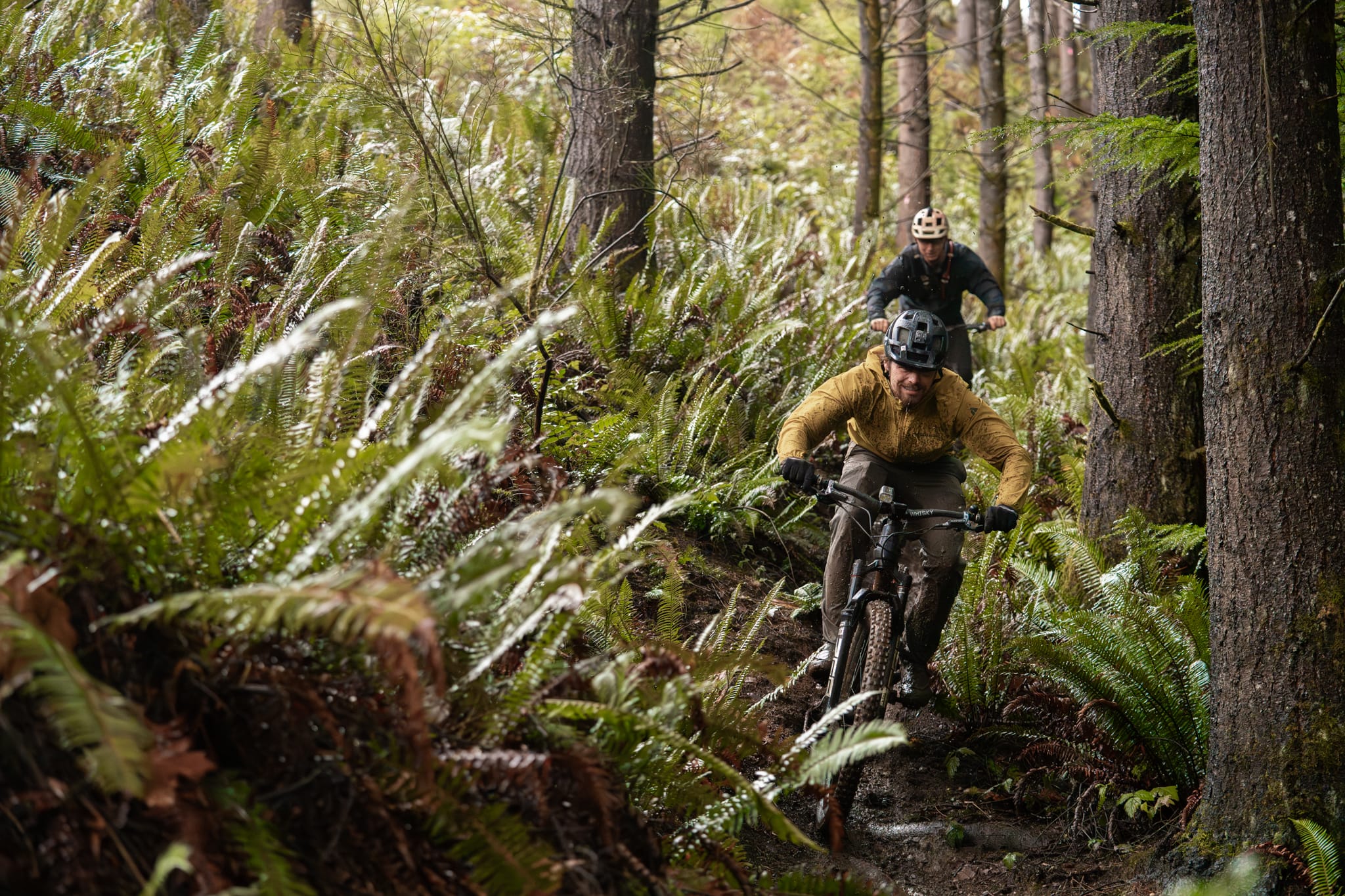 Two riders charging through waist-high sword ferns on Pacific Northwest singletrack