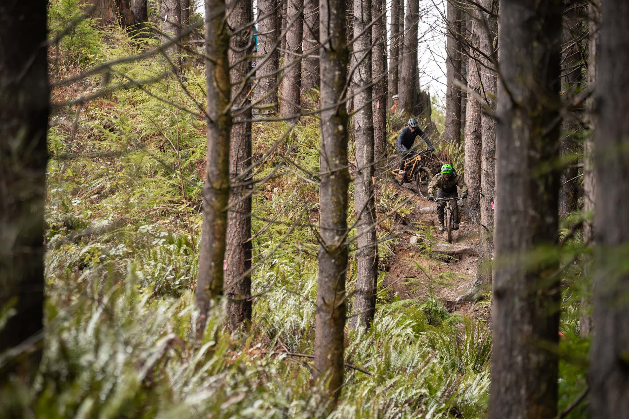Two riders descending a fern-lined trail between firs